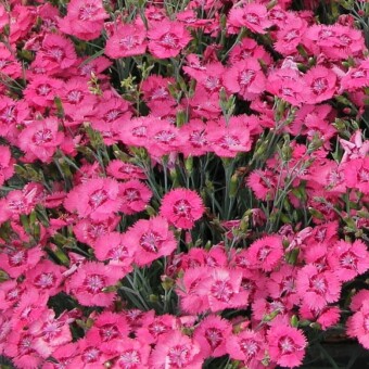 Goździk pierzasty (Dianthus plumarius), odmiana z grupy Dixie, fot. Syngenta